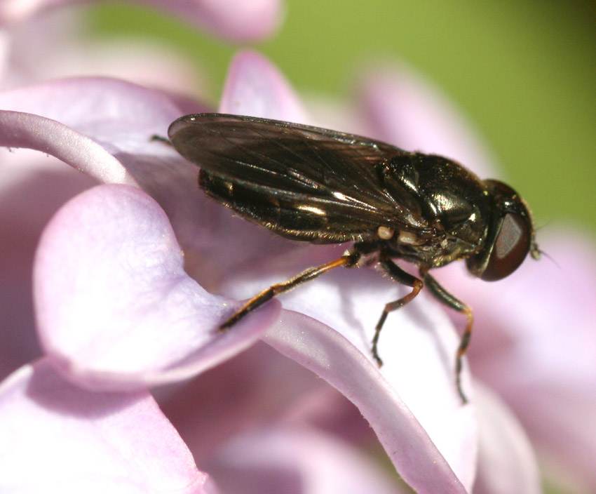 Cheilosia latifrons femmina e maschio